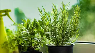 How To Start A Compact Winter Herb Garden On Your Kitchen Windowsill Using Simple Pots