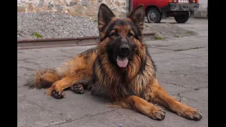 Caring for German Shepherds in India's Climate: Essential Tips