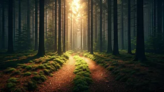 Mindful Pine Forest Walking In Almora Tops Trends