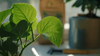 June Is The Month To Fix Plants