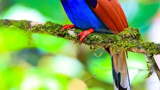 South Andaman's Rainforest Birding Trail Makes Guide Quality Part of South Andaman Birding Planning