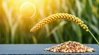 Millets Bring Climate And Health Into One Plate