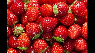 Cientistas descobrem a origem e evolução do morango estudando seu DNA