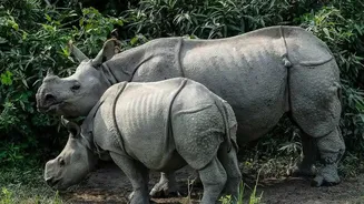 Assam Wants Community-Led Tourism To Strengthen Kaziranga's Global Appeal