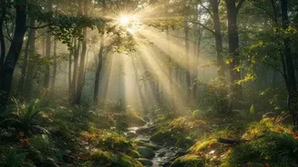 Fixing Sleep Schedules Naturally: How Morning Sunlight Exposure Restores Natural Human Circadian Rhythms