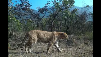 Karnataka’s First ‘Sandalwood Leopard’ Spotted, Only Second Rare Big Cat In India