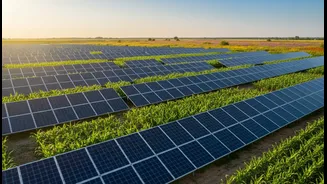 The Project Shows Solar Farms Can Support More Than Electricity Generation