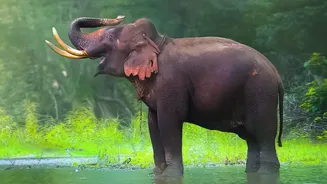 Monsoon Holidays In Assam Blend Wildlife, Rivers And Scenic Countryside