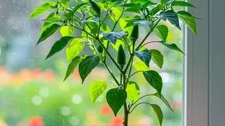 Growing Thai Chillies In Pots In Context: Container Size And Spacing Matter