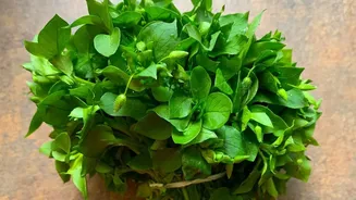 Coriander Prices Surge To ₹220/Kg: What Is Behind The Monsoon Spike