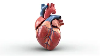 Boost Your Heart Health: Everyday Moves to a Stronger You