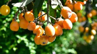 What is loquat fruit?