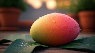 Cultivating Sunshine: Your Guide to Growing the Prized Miyazaki Mango at Home