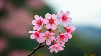 Chiang Mai's Tropical Cherry Blossoms: Thailand's 'Sakura of the Tropics' Revealed