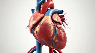 5 Expert Tips: Boosting Circulation for Vascular Health