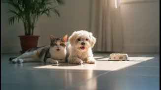 What Indian Cat, Dog and Small-Animal Owners Risk Missing in Veterinary Warnings about Indoor Heatstroke