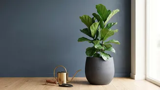 How Beginners Can Keep Indoor Houseplants Alive Easily With Simple Gardening Tips