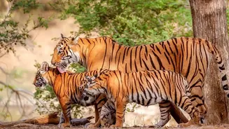 How To Plan A Multi-Day Safari Itinerary In Bandhavgarh And Satpura