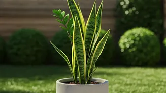How Air-Purifying Snake Plants And Pothos Improve Bedroom Air Quality And Work Focus