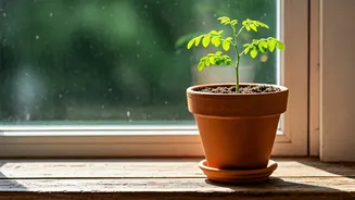 Grow Your Own Miracle Tree: A Simple Guide to Cultivating Moringa at Home