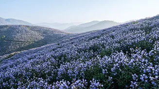 Neelakurinji Bloom In Munnar And Why Attention Is Growing Again