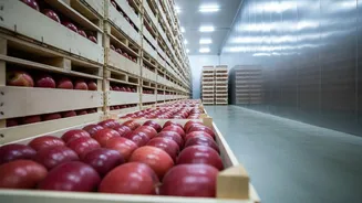 How Cold-Chain Innovations Support Kashmir’s Apple Cooperatives During Busy Crushing Months