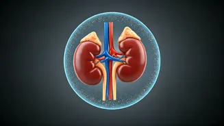 Kidney Health: 6 Steps to Shield Your Kidneys