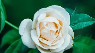 How Off-Grid Solar Storage Solutions Slash Rose Spoilage For Local Farmers