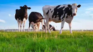 How Hot Weather Could Affect Dairy Animals And Household Milk Supply