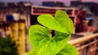 Urban Gardening Hacks: Modular Shields Shield Balcony Plants From Monsoon Waterlogging