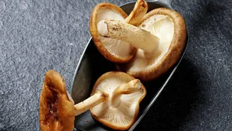 Mushroom Recipes Bring A Fresh Twist To Everyday Dining