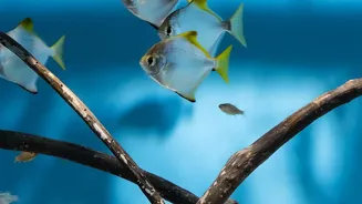 How Community-Led Mangrove Bio-Shields Mitigate Tidal Wave Destruction Across Eastern Coastal Fishing Villages