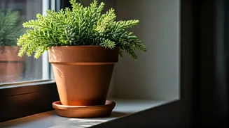 Why Locally Sourced Clay Pots Are Trending In Apartments