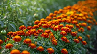 Marigold Border Plantings Combine High Aesthetics With Functional Pest