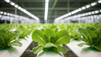 How Hydroponic Technician Roles Became Hottest Green Career Path
