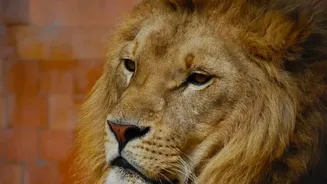 After 144 Years, Barda Is Back In The Story Of India's Asiatic Lions