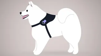 Why Veterinarians Recommend Changing Pet Walk Routines During The Rainy Season