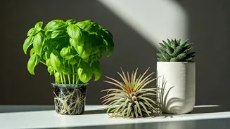 Soilless Plants Are For People Who Want Peace