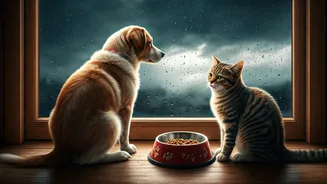 Rainy Days Can Change Your Pet’s Appetite