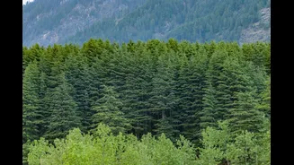 Understanding Climate Change Impacts on Himalayan Medicinal Plants