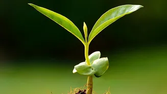 How Urban Gardeners Can Restore Essential Soil Microbiomes Damaged By Excess Rain Water