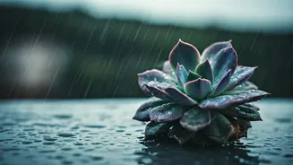 High Humidity Alert Why You Must Stop Watering Balcony Succulents