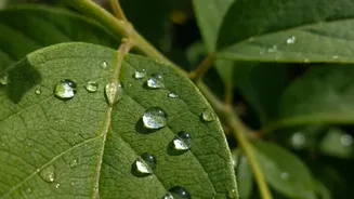 Seasonal Change Impact: Why Morning Dew Drops Enhance Insect Visibility For Urban Birdwatchers