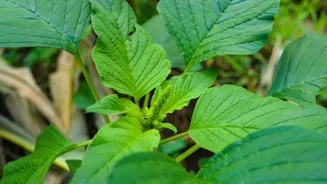 Why wild spinach deserves a spot in your diet