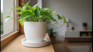Drainage Trays Should Catch Water without Creating Mosquito-Prone Pools