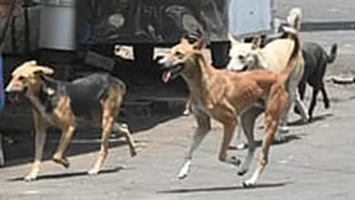Maharashtra Govt Extends Stray Dog-Free Mandate To State & National Highways Under PWD