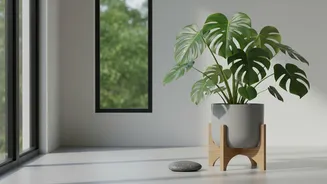 Houseplant Pot Rotation Works Best with a Fixed Reference Point