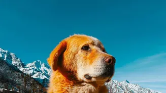 Dogs' Social Skills Are Shaped by Both Species History and Lived Experience