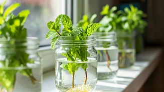 Grow Endless Fresh Mint On Kitchen Windowsills Using Water Jars
