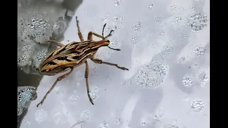 Doença de Chagas: aprenda a reconhecer o barbeiro e como se proteger